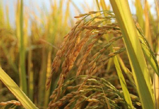 轉(zhuǎn)基因是什么意思？美國人不吃轉(zhuǎn)基因?qū)Ｙu中國人