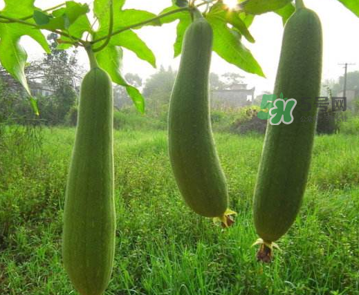 八月份可以種絲瓜嗎？8月份可以種絲瓜嗎？