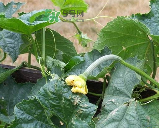 八月份可以種絲瓜嗎？8月份可以種絲瓜嗎？