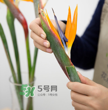 鮮花怎么保存時(shí)間長 鮮花怎么保鮮 鮮花怎么保存時(shí)間長 鮮花怎么保鮮