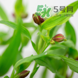 鮮花怎么保存時(shí)間長 鮮花怎么保鮮 鮮花怎么保存時(shí)間長 鮮花怎么保鮮