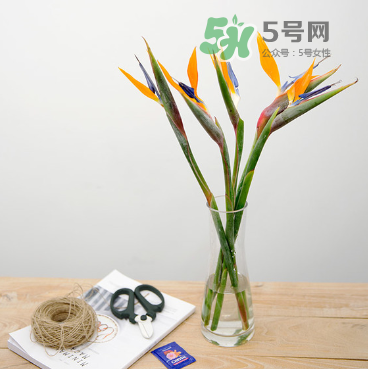 鮮花怎么保存時(shí)間長 鮮花怎么保鮮 鮮花怎么保存時(shí)間長 鮮花怎么保鮮