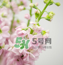 鮮花怎么保存時(shí)間長 鮮花怎么保鮮 鮮花怎么保存時(shí)間長 鮮花怎么保鮮
