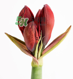 鮮花怎么保存時(shí)間長 鮮花怎么保鮮 鮮花怎么保存時(shí)間長 鮮花怎么保鮮