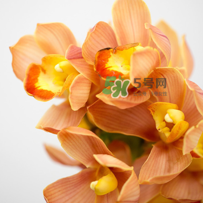 鮮花怎么保存時(shí)間長 鮮花怎么保鮮 鮮花怎么保存時(shí)間長 鮮花怎么保鮮