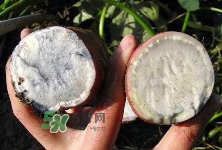 雜交水稻是不是轉(zhuǎn)基因？轉(zhuǎn)基因食品有哪些？