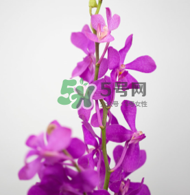 鮮花怎么保存時(shí)間長 鮮花怎么保鮮 鮮花怎么保存時(shí)間長 鮮花怎么保鮮