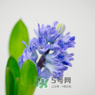 鮮花怎么保存時(shí)間長 鮮花怎么保鮮 鮮花怎么保存時(shí)間長 鮮花怎么保鮮