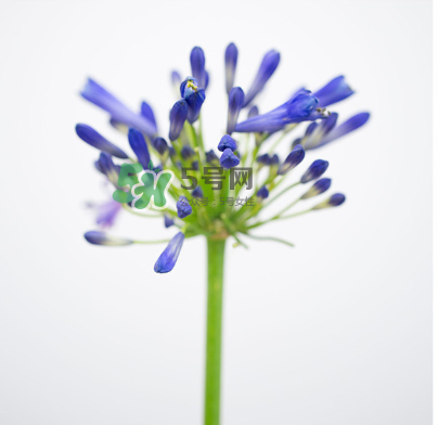 鮮花怎么保存時(shí)間長 鮮花怎么保鮮 鮮花怎么保存時(shí)間長 鮮花怎么保鮮
