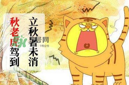 秋老虎熱嗎？末伏熱還是秋老虎熱？