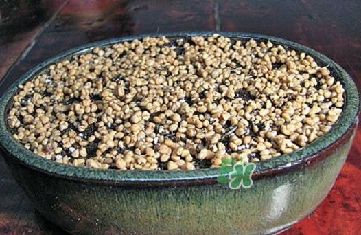 芭樂(lè)籽吃了會(huì)便秘嗎？芭樂(lè)的籽能種嗎