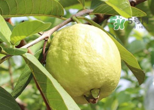 芭樂(lè)皮能吃嗎？芭樂(lè)皮可以吃嗎