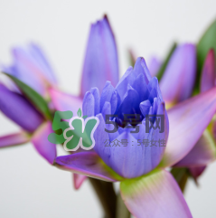 鮮花怎么保存時(shí)間長 鮮花怎么保鮮 鮮花怎么保存時(shí)間長 鮮花怎么保鮮