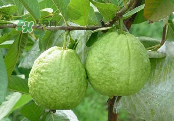 芭樂和番石榴有什么區(qū)別？芭樂和番石榴的區(qū)別