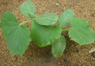 8月份能種黃瓜嗎？八月份能種黃瓜嗎？