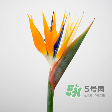 鮮花怎么保存時(shí)間長 鮮花怎么保鮮 鮮花怎么保存時(shí)間長 鮮花怎么保鮮