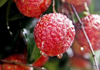 九月份還有荔枝嗎？荔枝幾月份沒有？