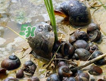 怎么殺死福壽螺寄生蟲？福壽螺寄生蟲怎么去除？