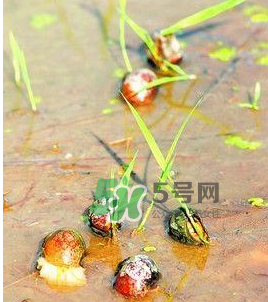 怎么殺死福壽螺寄生蟲？福壽螺寄生蟲怎么去除？