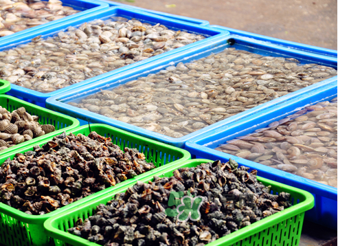 花蛤可以淡水養(yǎng)幾天？花蛤可以養(yǎng)幾天？