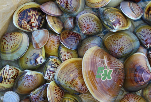 花蛤可以淡水養(yǎng)幾天？花蛤可以養(yǎng)幾天？