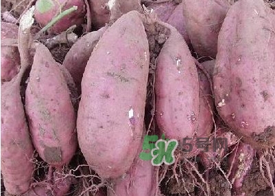 紅薯有什么營養(yǎng)價值？紅薯有轉(zhuǎn)基因的嗎