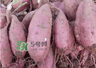 炸地瓜條外面裹什么？地瓜的功效與作用禁忌