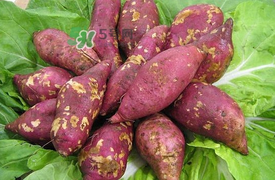 地瓜發(fā)芽了怎么種盆栽？拔絲地瓜怎么熬糖