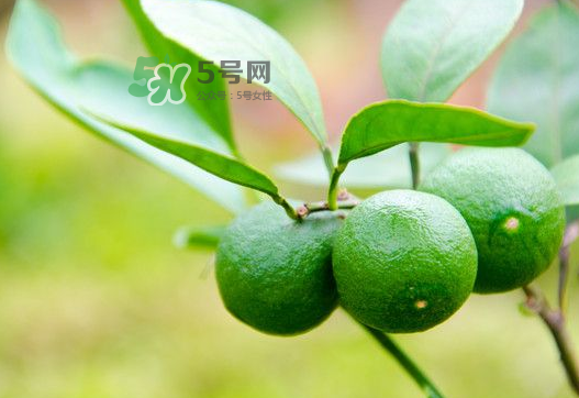 八月份可以吃橘子嗎？八月份的橘子能吃嗎？