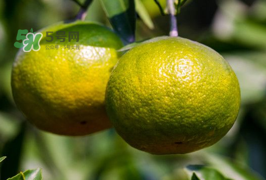 八月份可以吃橘子嗎？八月份的橘子能吃嗎？