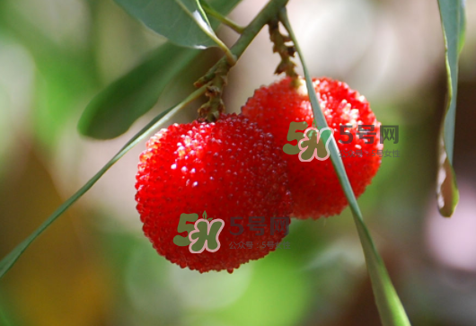 八月份還有楊梅嗎？楊梅幾月份結(jié)束？