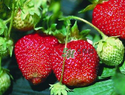 八月份還有草莓嗎？8月份還有草莓嗎？