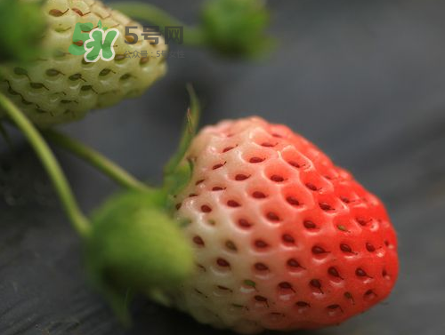 八月份還有草莓嗎？8月份還有草莓嗎？