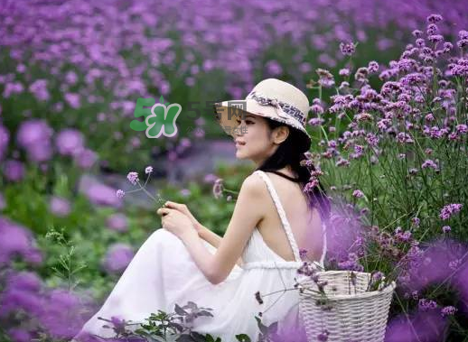 八月份還有薰衣草嗎？8月份還有薰衣草嗎？