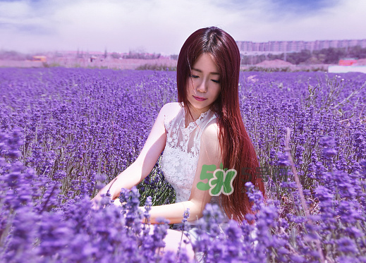 八月份還有薰衣草嗎？8月份還有薰衣草嗎？