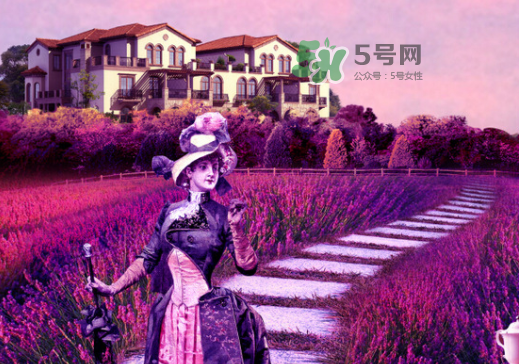 八月份還有薰衣草嗎？8月份還有薰衣草嗎？