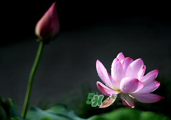 八月份還有荷花嗎？8月份還有荷花嗎？