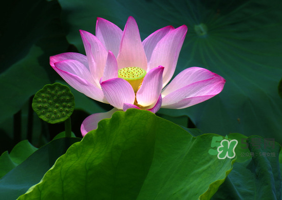 八月份還有荷花嗎？8月份還有荷花嗎？