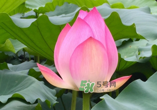 八月份還有荷花嗎？8月份還有荷花嗎？