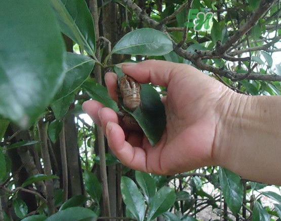 知了殼能治破傷風嗎？知了殼能治什么?。?></p><p>2、蟬蛻僵蠶燉豬心</p><p>功效</p><p>清熱鎮(zhèn)驚，解毒止痙。如果出現(xiàn)發(fā)熱，煩躁，反復(fù)抽搐，嘔吐腹痛，驚厥，大便腥臭，小便赤黃，舌苔薄黃的癥狀可以用該食療方調(diào)理。</p><p>做法</p><p>蟬蛻15克，僵蠶12克，銀花10克，黃連6克，防風6克，豬心1個。</p><p>將蟬蛻、僵蠶、銀花、黃連、防風洗凈;豬心另外洗凈，切塊。</p><p>將上述除了豬心之外的材料一起放入煲內(nèi)，加清水適量，大火煮沸后放入豬心，轉(zhuǎn)小火煎煮半小時后，加蔥、姜、鹽調(diào)味，即可飲用。</p><p style=