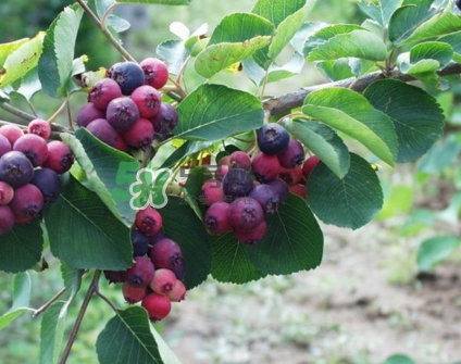 鈣果什么味道？鈣果好吃嗎？