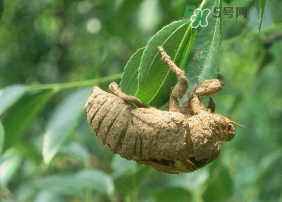 知了殼哪里收購？哪里有收知了殼的？