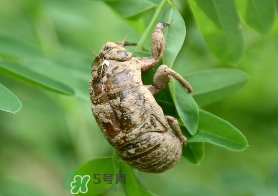 知了殼哪里收購？哪里有收知了殼的？