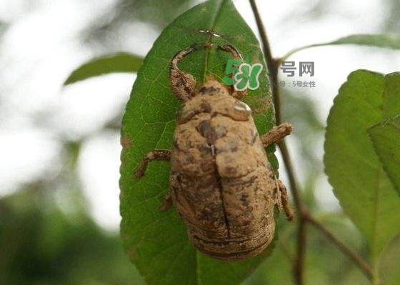 知了殼哪里收購？哪里有收知了殼的？