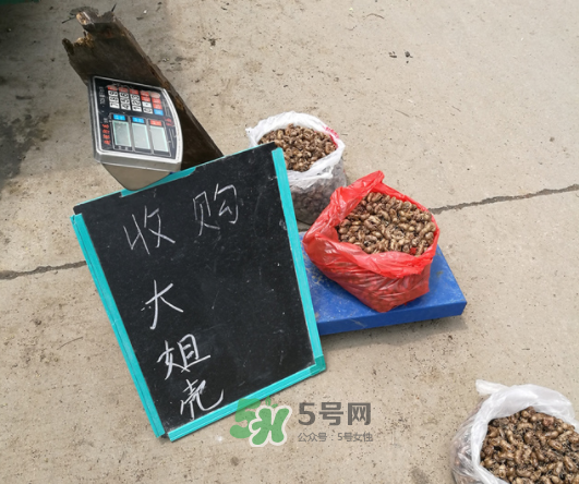 知了殼收什么價？知了殼收購價格