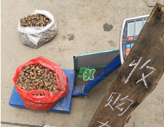 知了殼收什么價？知了殼收購價格