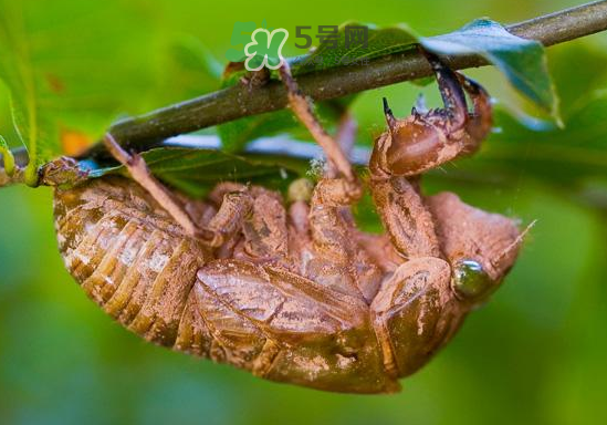 蟬殼多少錢一斤？蟬殼多少錢一斤2017？
