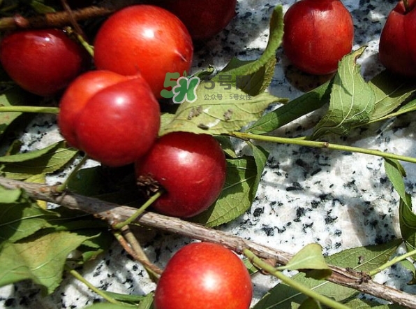 鈣果怎么吃？鈣果食用方法