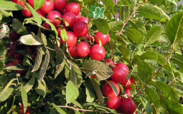 鈣果孕婦可以吃嗎？懷孕可以吃歐李嗎？