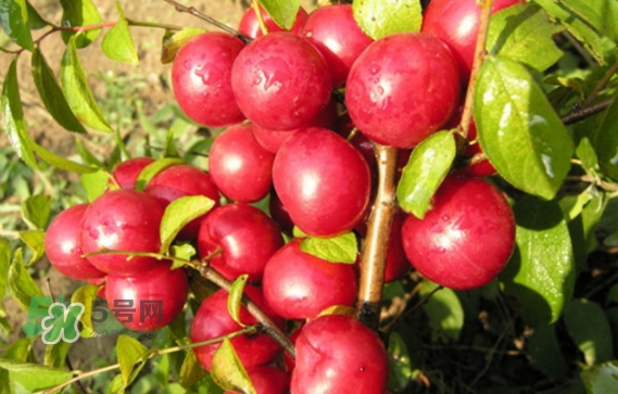 鈣果孕婦可以吃嗎？懷孕可以吃歐李嗎？